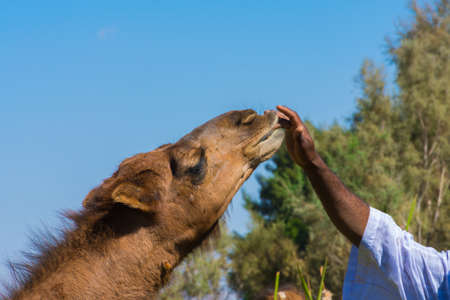 Camels play with shepherd at arabian river shore, located in Taif, Saudi arabiaの写真素材