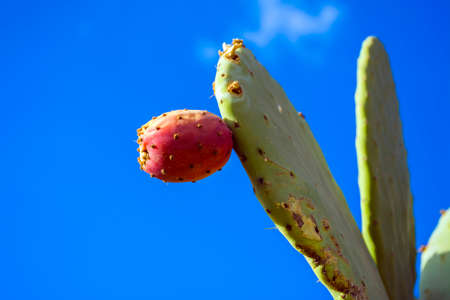 cactus fruit on cactus plant