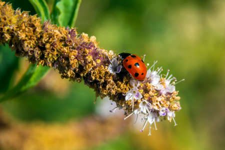 lady bug, macro shotの写真素材