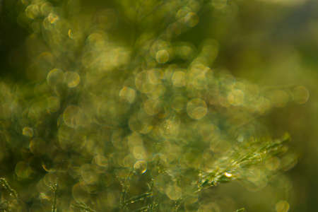 Natural plants blured background wallpaper