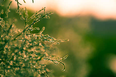 Natural plants blured background wallpaperの写真素材