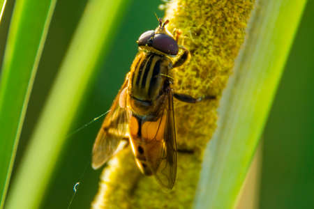 Colorful fly on the flower, macro shot