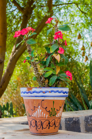 Flower and plant in potの写真素材