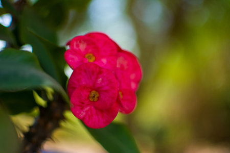 Red flower close up shotの写真素材