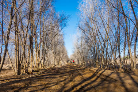 Photographer at Beautiful countryside pathway in autumn with leafless treesの写真素材