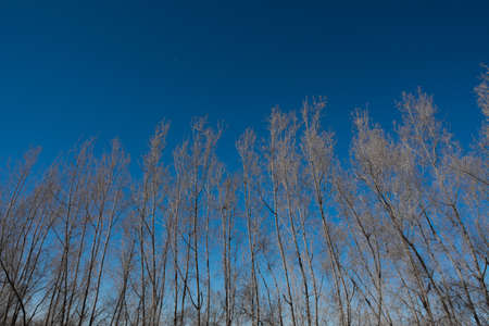 leafless trees in blue sky at Khulais - Saudi arabiaの写真素材