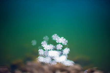 Water surface, Sun reflection, flower symble bokhe background image