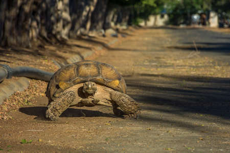 Turtles walking on the roadの写真素材