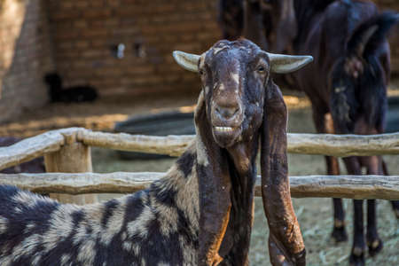 Goat in cage