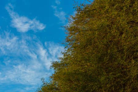 White clouds in blue sky behind the treeの写真素材