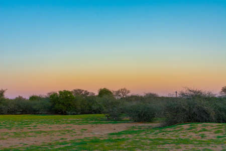 Sunset with trees silhouette at Jeddah, Saudi arabiaの写真素材
