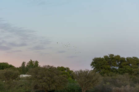 Sunset with trees silhouette at Jeddah, Saudi arabiaの写真素材