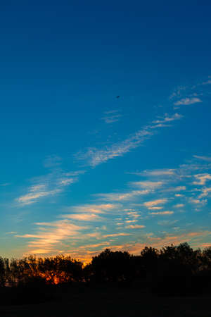 Flight and Trees silhouette with sunset background in Jeddah, Saudi arabiaの写真素材