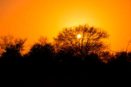 Sunset with trees silhouetteの写真素材