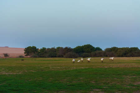 Arabian oryx or white oryx at Jeddah, Saudi arabiaの写真素材