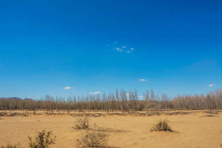 leafless trees and desert with blue skyの写真素材