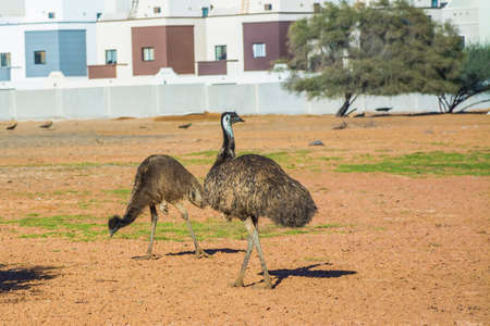 Emu feed  in countrysideの写真素材