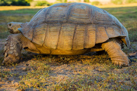 Turtles close up shotの写真素材