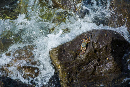 Crab on the seashore rock with water splashの写真素材