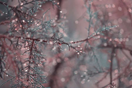 Natural plants blured bokeh background wallpaperの写真素材