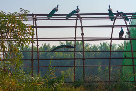 Group of Peacock at Jeddah, Saudi arabiaの写真素材
