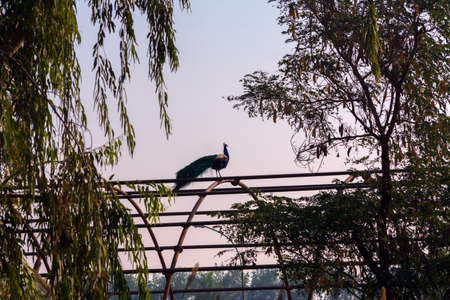 Group of Peacock at Jeddah, Saudi arabiaの写真素材