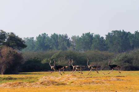 Common ostrich male and female running shot, Jeddah, Saudi arabia