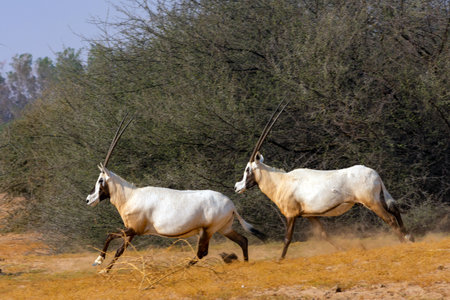 Arabian oryx or white oryx at Jeddah, Saudi arabiaの写真素材