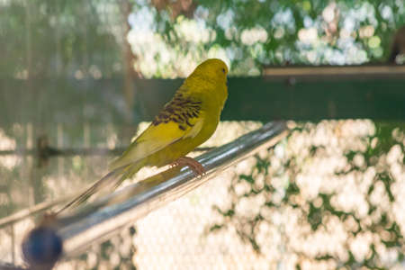 Lovebird in the cage - beautiful birdの写真素材