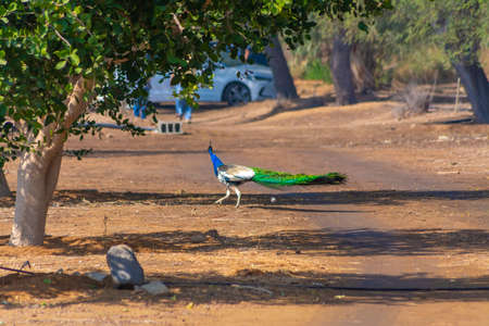 Peacock at Jeddah, Saudi arabiaの写真素材
