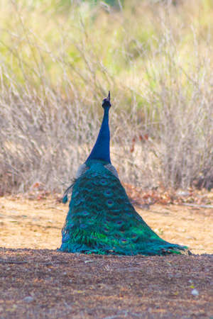 Peacock at Jeddah, Saudi arabiaの写真素材