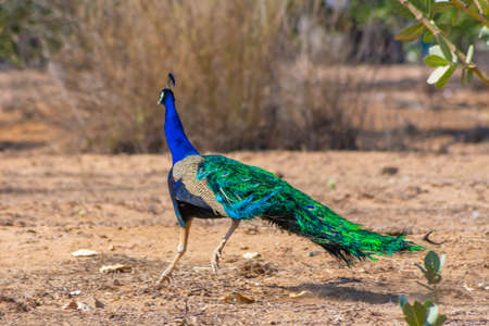 Peacock at Jeddah, Saudi arabiaの写真素材