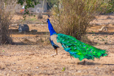 Peacock at Jeddah, Saudi arabiaの写真素材