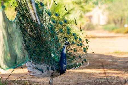 Dancing peacock in Jeddah, Saudi arabiaの写真素材