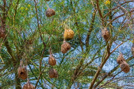 Masked weaver and sparrow nestの写真素材
