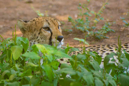 Wild animal cheetah colse up shotの写真素材