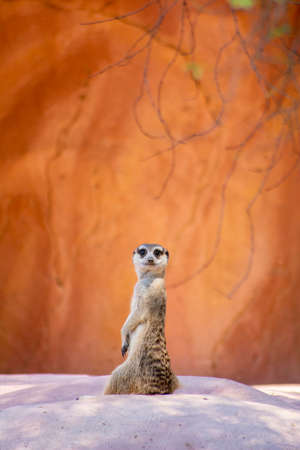 Wild animal Meerkat looking arroundの写真素材