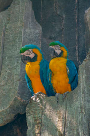 Blue and Yellow macaw image