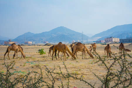 Group of Camels eating grass in deasert, located in Taif, Saudi arabia