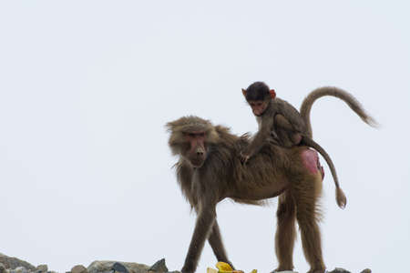 Hamadryas baboon at Taif, Saudi arabiaの写真素材