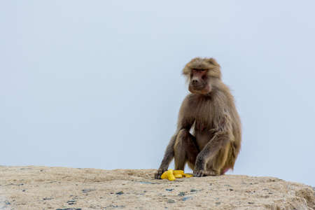 Hamadryas baboon at Taif, Saudi arabiaの写真素材