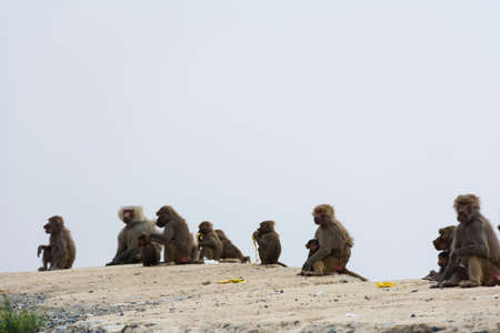 Hamadryas baboon at Taif, Saudi arabiaの写真素材