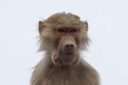 Hamadryas baboon at Taif, Saudi arabiaの写真素材