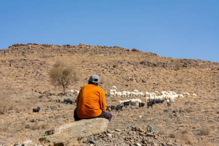 Sheep grazing, mountain valley in Taif Saudi arabiaの写真素材