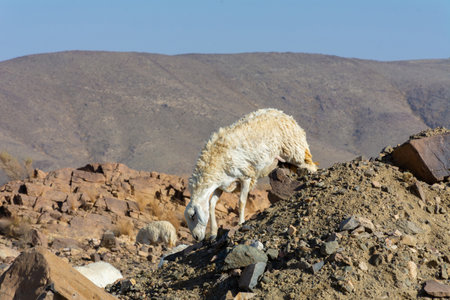 Sheep grazing, mountain valley in Taif Saudi arabiaの写真素材