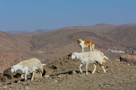 Sheep grazing, mountain valley in Taif Saudi arabiaの写真素材