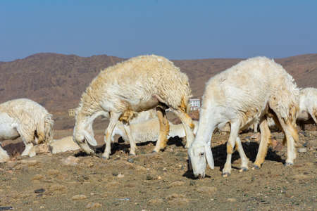 Sheep grazing, mountain valley in Taif Saudi arabiaの写真素材