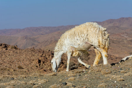Sheep grazing, mountain valley in Taif Saudi arabiaの写真素材