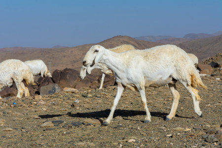 Sheep grazing, mountain valley in Taif Saudi arabiaの写真素材