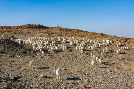 Sheep grazing, mountain valley in Taif Saudi arabiaの写真素材